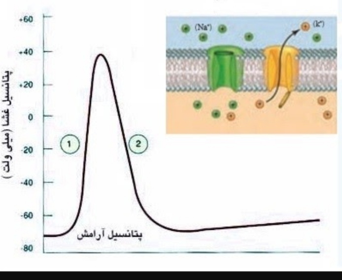 دریافت سوال 4