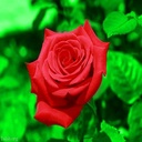 img of service