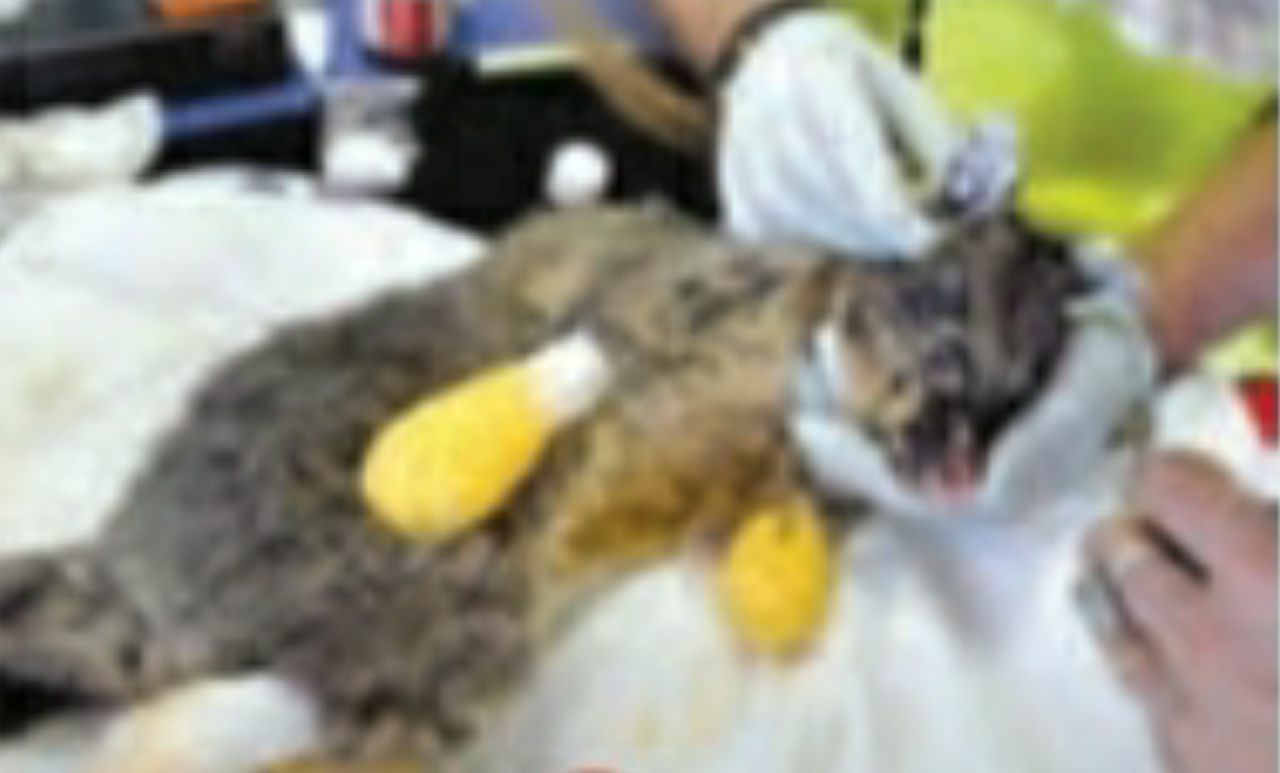 دریافت سوال 1