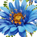 img of service