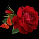img of service