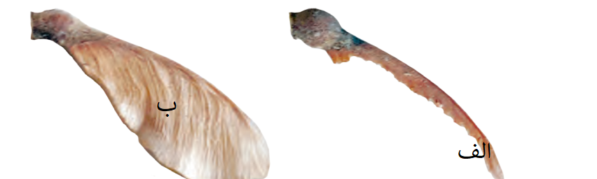 دریافت سوال 19