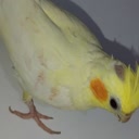img of sticker