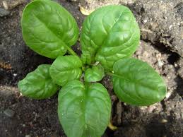 دریافت سوال 6