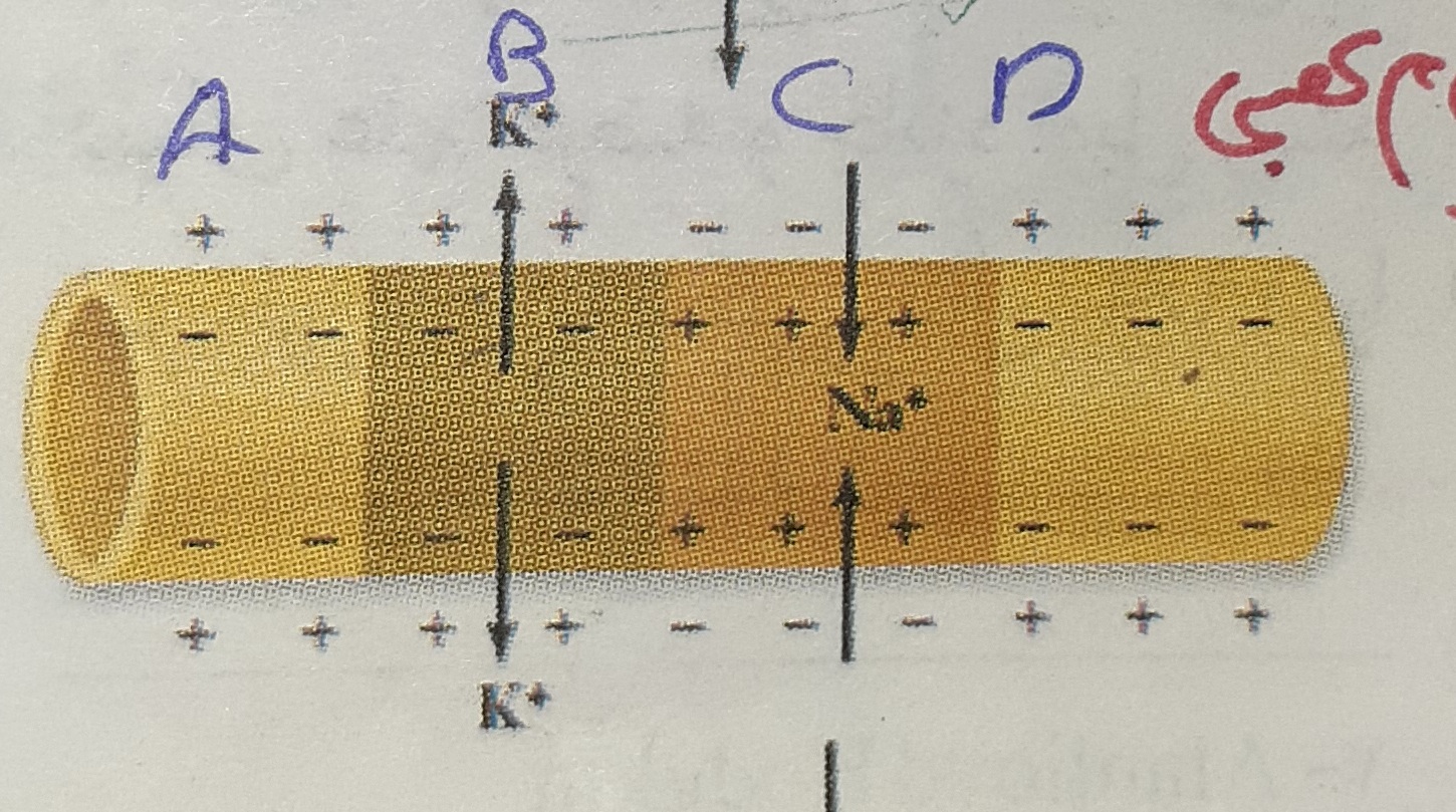 دریافت سوال 19
