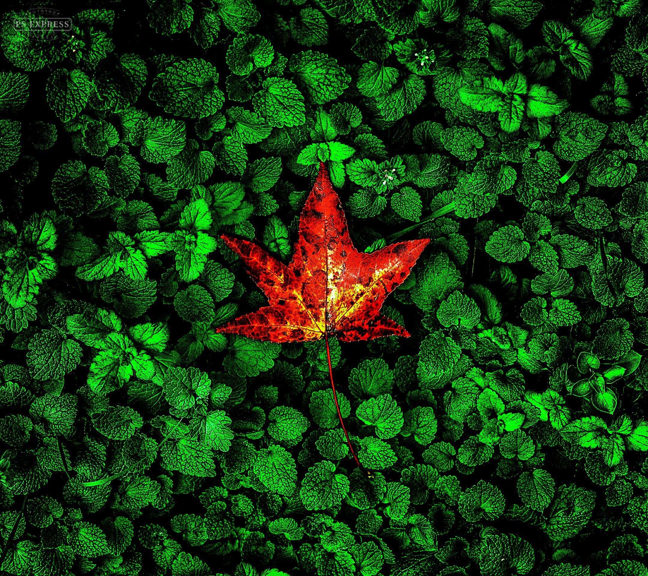 دریافت کانال عکس و مکث