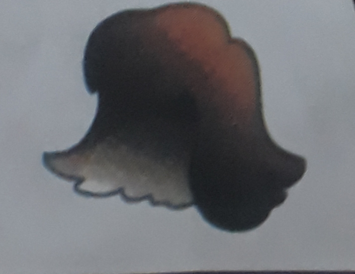 دریافت سوال 11