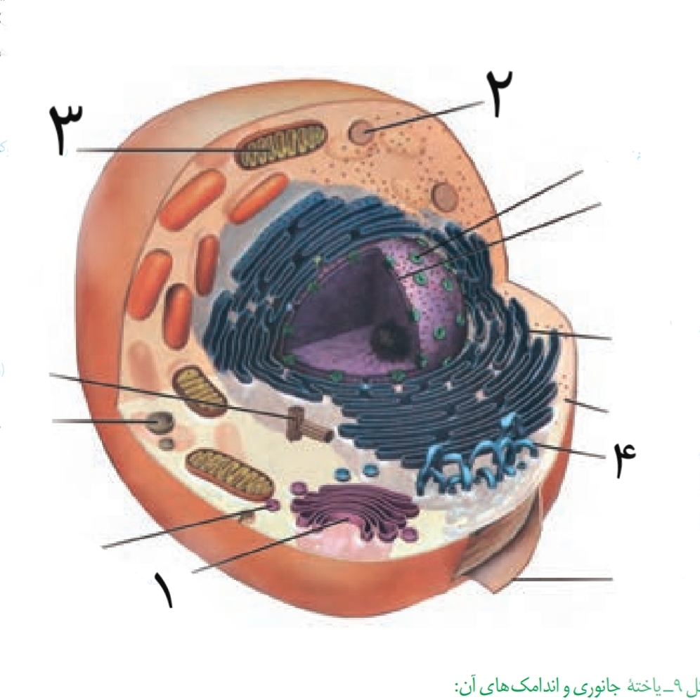 دریافت سوال 1