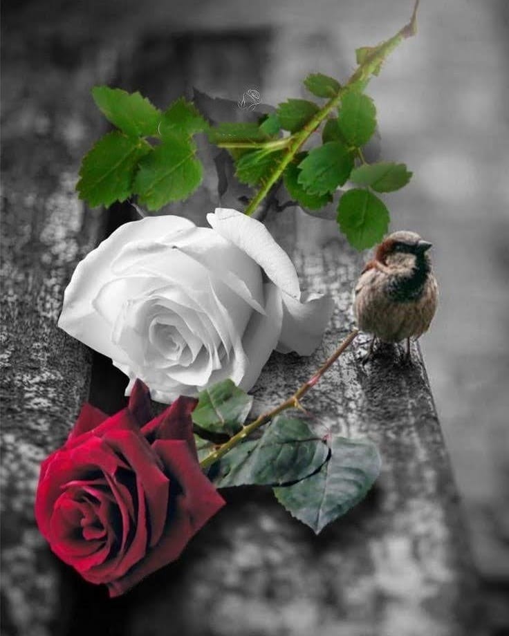 دریافت سوال 2