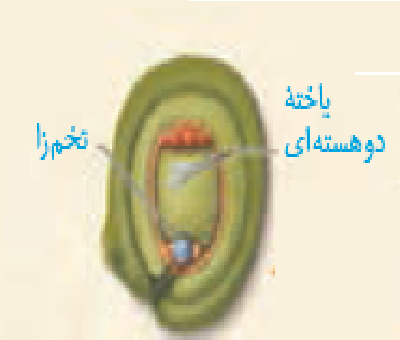 دریافت سوال 1