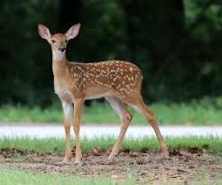 دریافت سوال 1